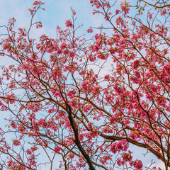 Beautiful blooming pink trumpet tree 