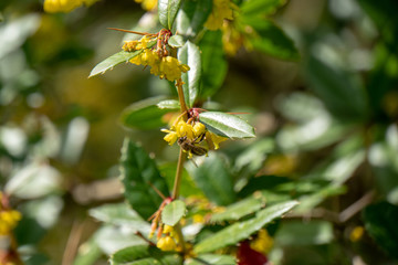 Biene sucht nach Nektar