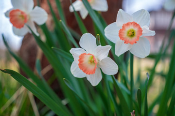 Daffodil flowers in the Spring