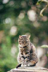  Cat in nature