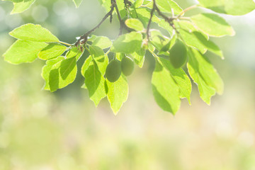 Closeup nature view of green leaf on blurred greenery background in garden with copy space using as spring or summer background natural green plants landscape, ecology, fresh wallpaper concept