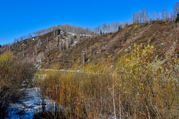 Early spring landscape on mountain river bank with blooming pussy willow