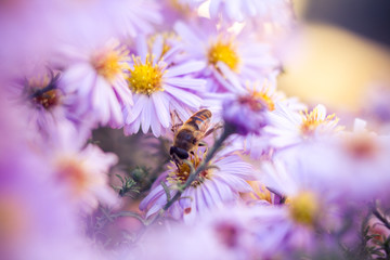 Bees on flowers