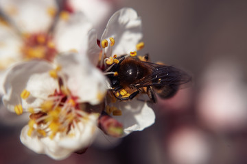 Bees on flowers