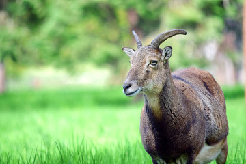 Mouflon Ovis Aries Musimon Portrait