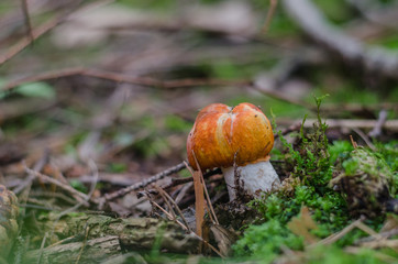 kleine rotkappe im waldboden