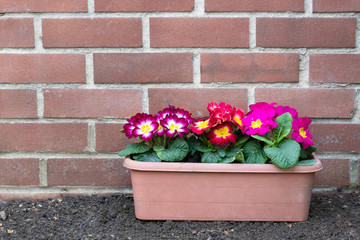 Colorful Primulas in flower pot outdoor
