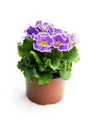 Colorful Primulas in pot isolated on white
