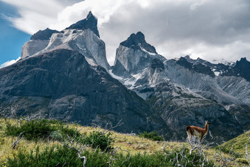 Guanaco in Torres Del Paine National Park in the Patagonia Region of Southern Chile 