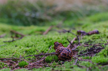 waldboden detailansicht