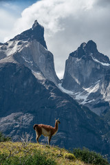 Guanaco in Torres Del Paine National Park in the Patagonia Region of Southern Chile 