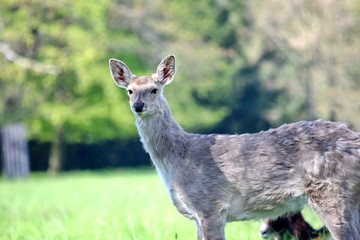 Dybowskii Female Deer in the Forest