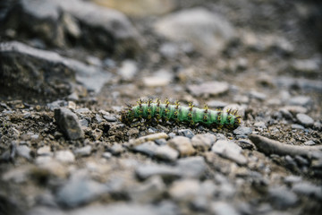 Caterpillar in Torres Del Paine National Park in the Patagonia Region of Southern Chile 