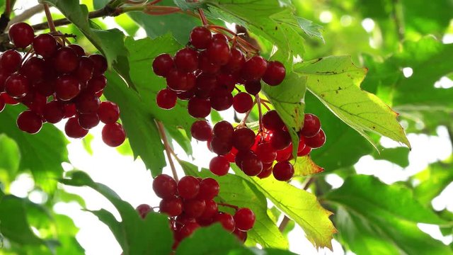 berries of viburnum on the branch, Viburnum opulus, branch with red berries in breeze,