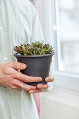 Aeoniums set hands mail flower green leaves pink purple coleus stone rose florist vase