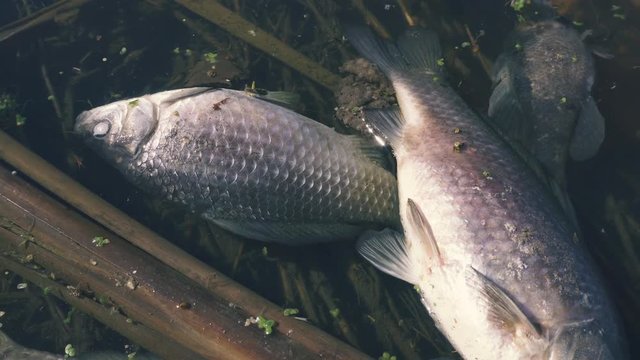A lot of dead fish swims on the surface of the lake
