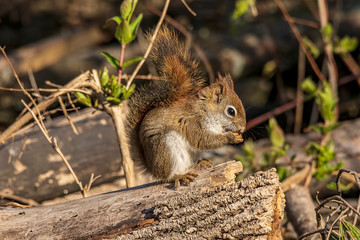 Fototapeta premium American Red Squirrel
