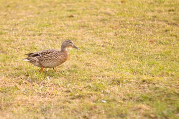 Duck walks on the grass in the Park