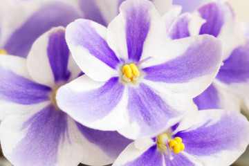 Violet flower with striped petals on white background.