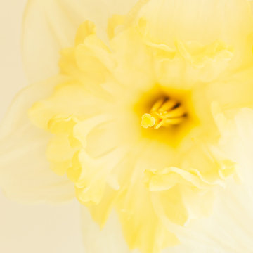 Yellow Daffodil Macro Photography.
