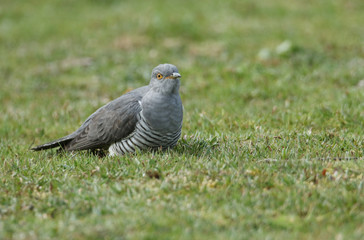 A stunning Cuckoo (Cuculus canorus) searching on the ground in a meadow for food.	