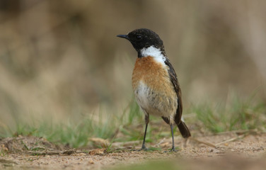 A stunning male Stonechat (Saxicola torquata) hunting on the ground for insects to eat.	