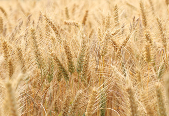 Barley (Hordeum vulgare) field.