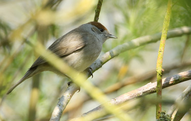 A stunning female Blackcap, Sylvia atricapilla, perched in a tree.