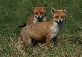 Two magnificent wild female Red Foxes (Vulpes vulpes) hunting for food in a field of long grass.