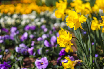 Obraz premium Narcissus flowers in spring time