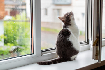 Cat sits on the windowsill near an open window, for which goes rain