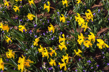 Narcissus flowers in spring time