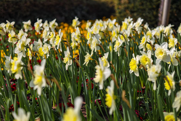 Narcissus flowers in spring time