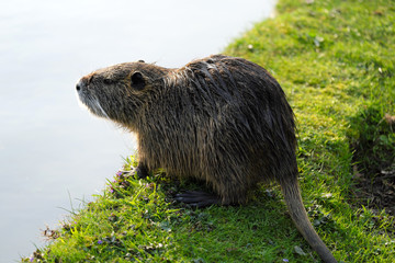 Biberratte Nutria in der Bonner Rheinaue - Stockfoto