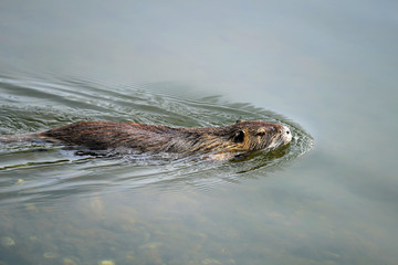 Obraz premium Biberratte Nutria in der Bonner Rheinaue - Stockfoto