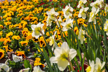 Fototapeta premium Narcissus flowers in spring time