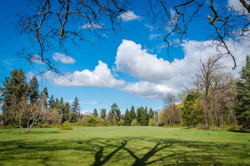 Obraz premium Green park with trees and blue sky. Spring background