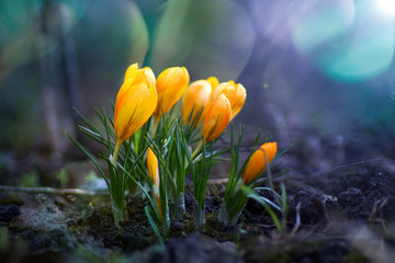 Spring Crocus Flowers