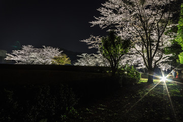 春の佐倉城跡の角馬出の風景