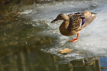 The duck looks into the pond whilst standing at the edge of the ice floes