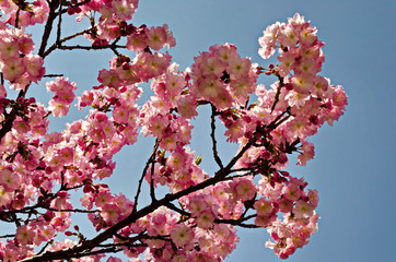 Blossoming japanese cherry branch, beautiful spring flowers for background, Sofia, Bulgaria  