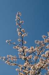 Blossoming japanese cherry branch, beautiful spring flowers for background, Sofia, Bulgaria   