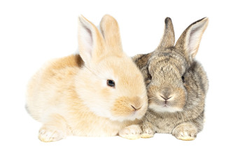 rabbit on white background