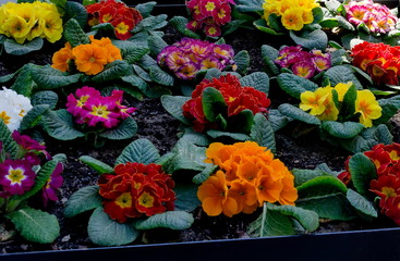 Small group of different colors Primrose or  Primula vulgaris flowers on a bed in garden,  Sofia, Bulgaria  
