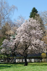 Naklejka premium Springtime view with blooming plum-tree or Prunus domestica in park, Sofia, Bulgaria 