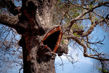 Burnt trees after the huge fire in Malibu - travel photography