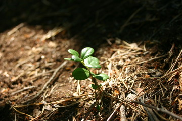 En forêt Norvégienne