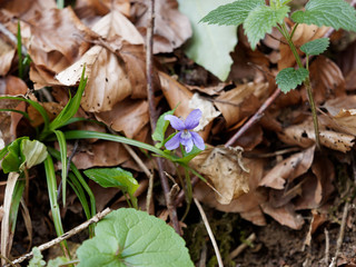 Viola reichenbachiana - Violette des bois ou violette de Reichenbach