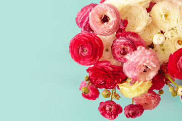 Delicate floral background of pink ranunculus on a blue background, romantic background for wedding invitations and greeting cards