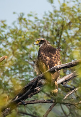 A juvenile crested serpent eagle sitting on a tree branch inside Keoladeo National Park in Bharatpur